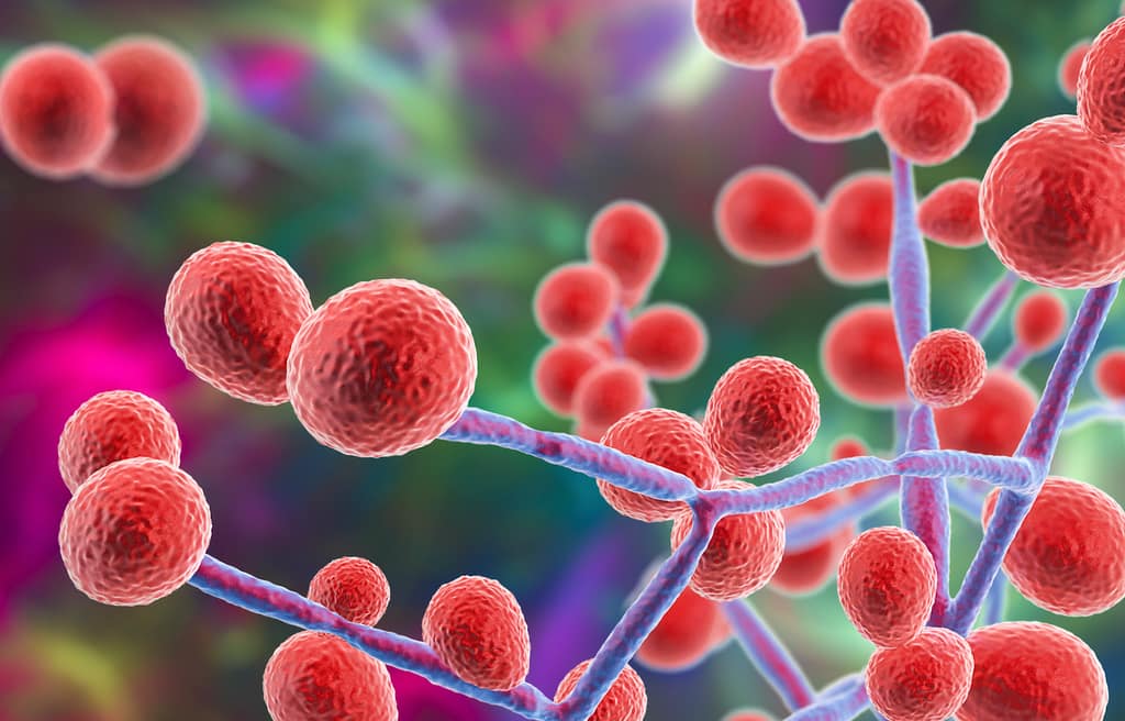 Susceptibilidad in vitro a antifúngicos de especies de Candida