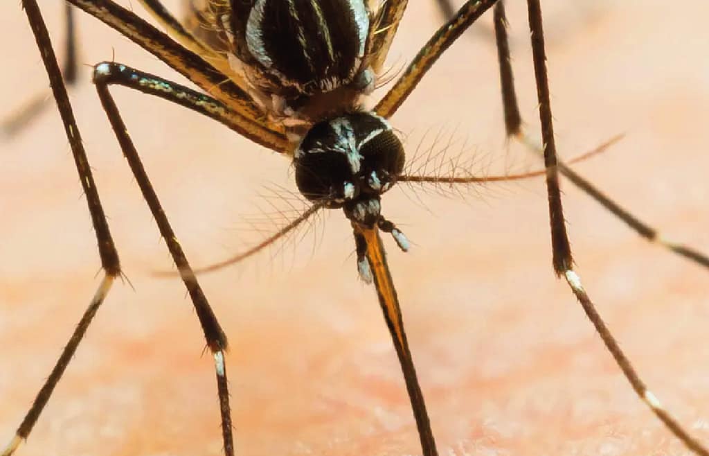 PCR como técnica molecular más utilizada en el diagnóstico del virus del dengue. Revisión sistemática