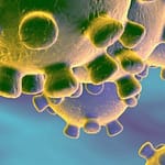 Una nueva zoonosis viral de preocupación global: COVID-19, enfermedad por coronavirus 2019
