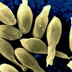 Aportes del estudio de la materia fecal humana