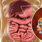 Evaluación de la respuesta inmunológica a tres dosis de la vacuna contra la Hepatitis B en trabajadores de un hospital universitario portugués