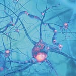 Relevancia del metabolismo del folato en el contexto de enfermedades neurodegenerativas