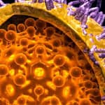 Factores de riesgo y seroprevalencia de marcadores virales de hepatitis B (HVB) y hepatitis C (HVC) en grupos de alto riesgo en Chiapas