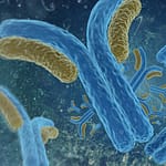 Detección y caracterización de autoanticuerpos anti-ZnT8 en pacientes argentinos con diabetes mellitus tipo 1