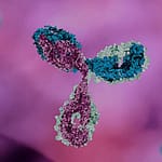 Anticuerpo anti-transglutaminasa tisular en adultos con enfermedad celíaca y su relación con la presencia y duración de la dieta libre de gluten