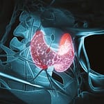 Se conoce como hipotiroidismo a una disfunción de la glándula tiroides, que es la encargada de secretar hormonas reguladoras del metabolismo1–3. Cuando existe baja producción de estas hormonas que son la T3 y T4, la hipófisis aumentará la producción de TSH (Hormona Estimuladora de Tiroides) intentando llevar la producción de T3 y T4 a valores que permitan el correcto desempeño del metabolismo.1,2,4