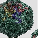 Detección de ADN de parvovirus B19 en donantes de sangre de tres hospitales en Santiago, Chile