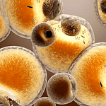 Quemerina: Un posible biomarcador del proceso proinflamatorio en tejido adiposo blanco