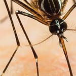 PCR como técnica molecular más utilizada en el diagnóstico del virus del dengue. Revisión sistemática