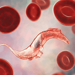 Concordancia entre una prueba in-house de inmunofluorescencia indirecta y un test comercial de hemoaglutinación indirecta para la detección de anticuerpos anti-Trypanosoma cruzi
