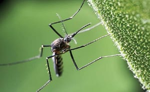 Virus Chikungunya: Parte II Vigilancia y respuesta ante brotes