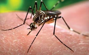 Variables clínicas en pacientes con sospecha de dengue, ingresados en un hospital de campaña