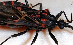 Transmisión oral de Trypanosoma cruzi: una nueva situación epidemiológica de la enfermedad de Chagas en Colombia y otros países suramericanos