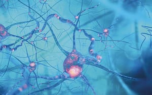 Relevancia del metabolismo del folato en el contexto de enfermedades neurodegenerativas