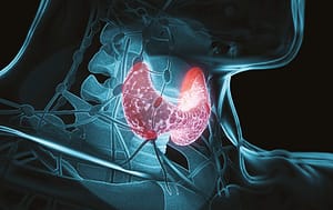 Se conoce como hipotiroidismo a una disfunción de la glándula tiroides, que es la encargada de secretar hormonas reguladoras del metabolismo1–3. Cuando existe baja producción de estas hormonas que son la T3 y T4, la hipófisis aumentará la producción de TSH (Hormona Estimuladora de Tiroides) intentando llevar la producción de T3 y T4 a valores que permitan el correcto desempeño del metabolismo.1,2,4
