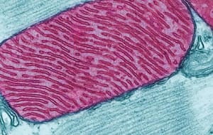 Valoración ética de las nuevas opciones reproductivas en las enfermedades mitocondriales