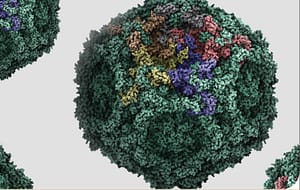 Detección de ADN de parvovirus B19 en donantes de sangre de tres hospitales en Santiago, Chile