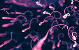 Efecto de la diabetes sobre la espermatogénesis ARTÍCULO ESPECIAL