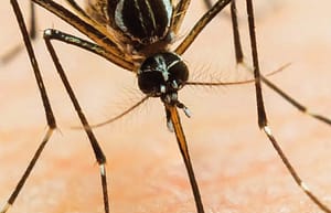 PCR como técnica molecular más utilizada en el diagnóstico del virus del dengue. Revisión sistemática