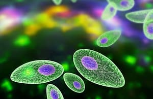 Toxoplasmosis congénita en gemelos