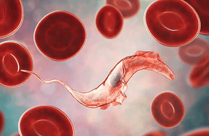 Concordancia entre una prueba in-house de inmunofluorescencia indirecta y un test comercial de hemoaglutinación indirecta para la detección de anticuerpos anti-Trypanosoma cruzi