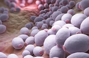 Frecuencia del género Candida en vagina de mujeres en edad reproductiva