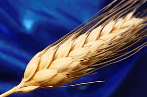 Base genética de la enfermedad celíaca en el diagnóstico