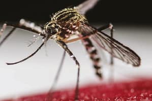 Dengue en adultos: diagnóstico, tratamiento y abordaje de situaciones especiales