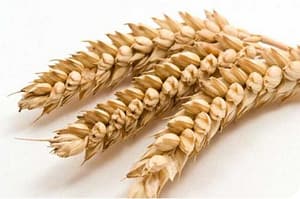 Edades de la Enfermedad Celíaca