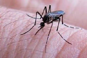 Identifican nuevos blancos terapéuticos para frenar al virus del dengue