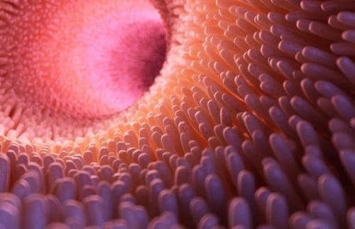 Biomarcadores en enfermedad inflamatoria intestinal