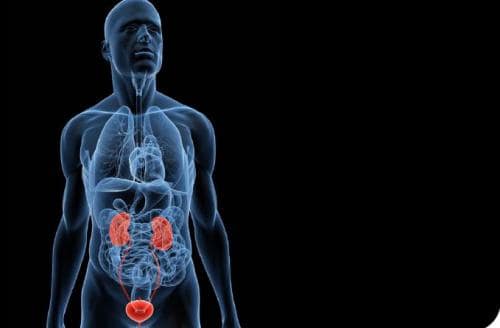 Implicancia de la Proteinuria en el Diagnóstico y Seguimiento de la Enfermedad Renal Crónica