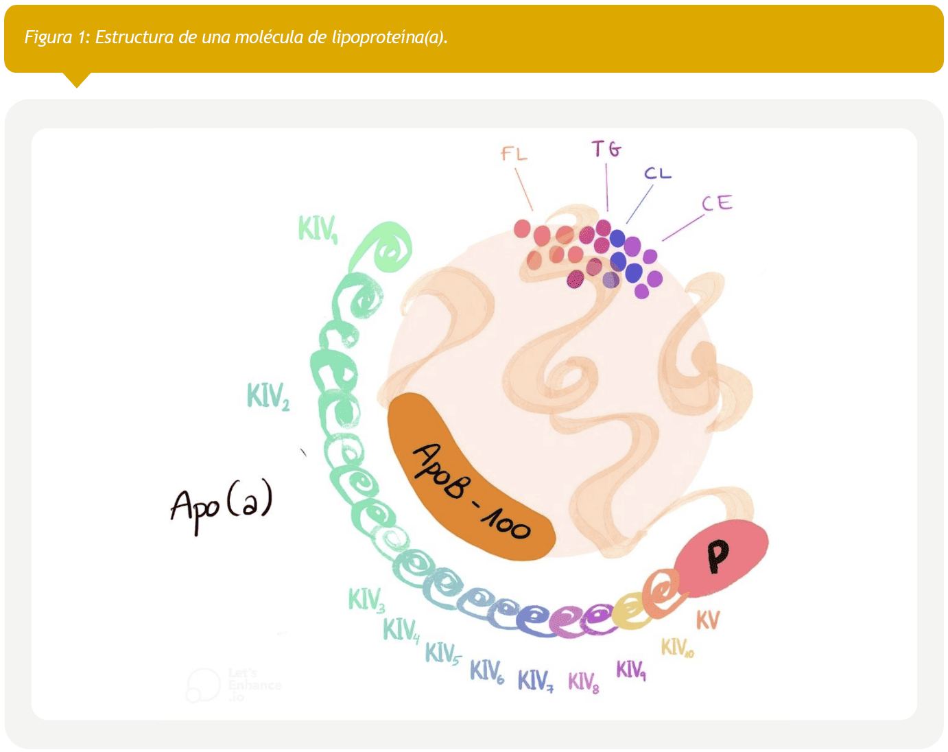 Estructura de una molécula de lipoproteína(a). 